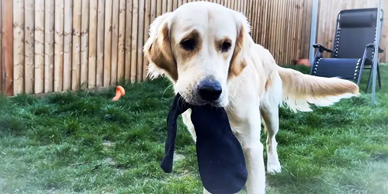 Why Do Dogs Love Socks